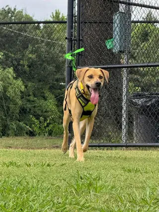 Junior