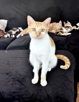 ARIEL