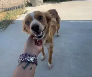 Chimmy - ADOPTION IN PROCESS