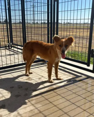 Chimmy - ADOPTION IN PROCESS