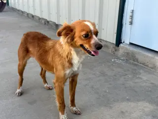 Chimmy - ADOPTION IN PROCESS