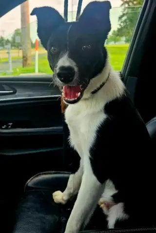Sir Skedaddleton
