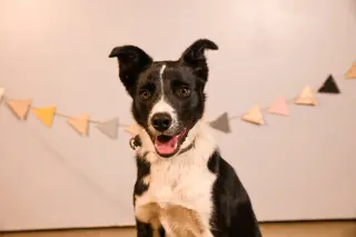 Sir Skedaddleton