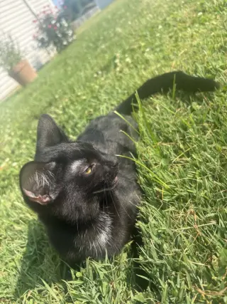Frankie