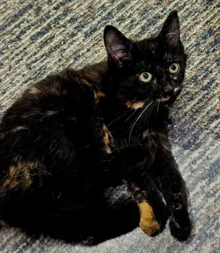 Tortellini O'Neil