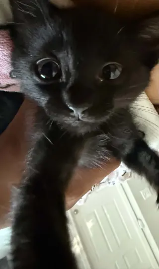 Rolo