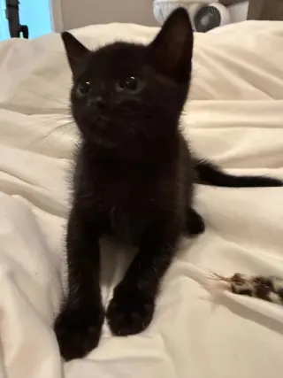 Rolo