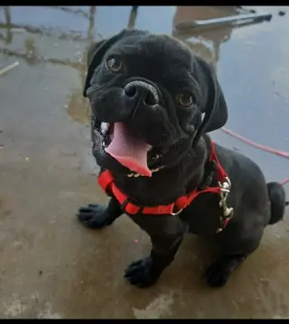 Tug