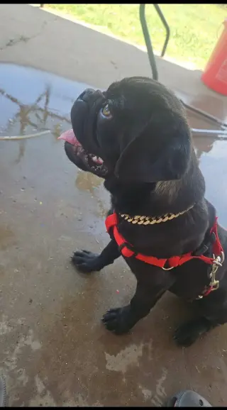 Tug