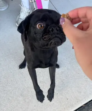 Tug