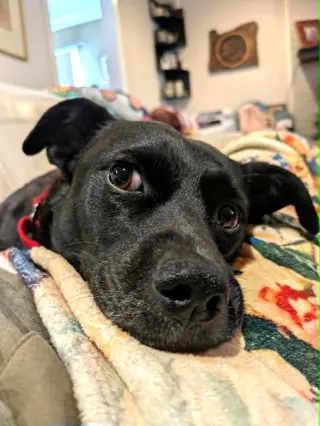 Bean