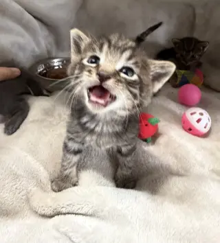 Maverick