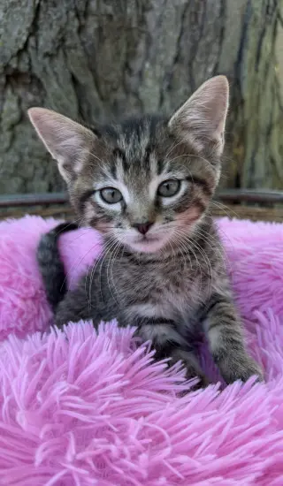 Maverick