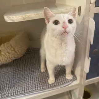 Elsa