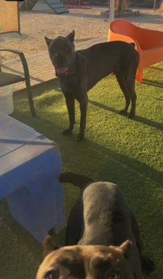Kali