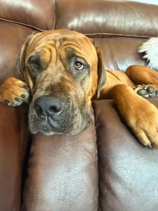 Mango