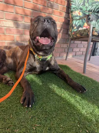 Vader