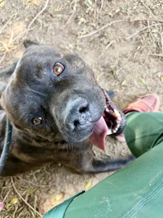 Vader