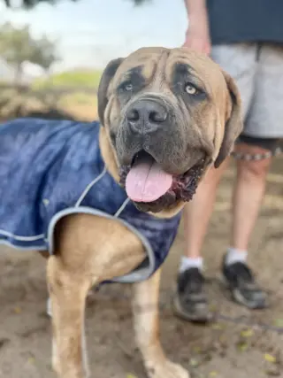 Hercules