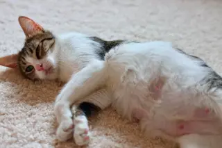 Mama Biscuit