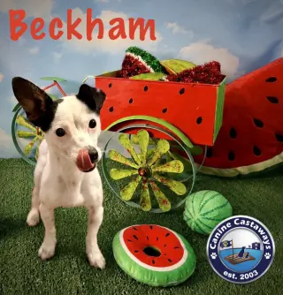 Beckham