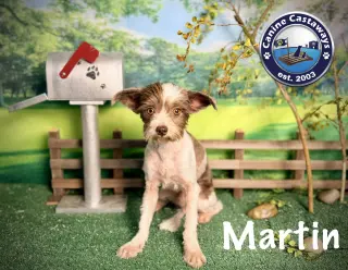 Martin