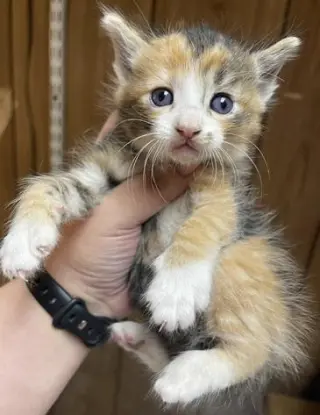Cat 27727 (Marilyn Monroe)