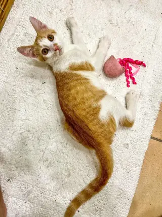 Lakitu