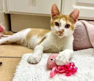 Lakitu