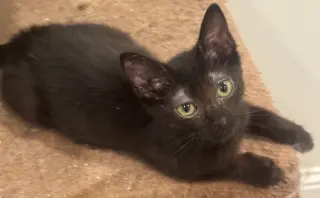 Tiny