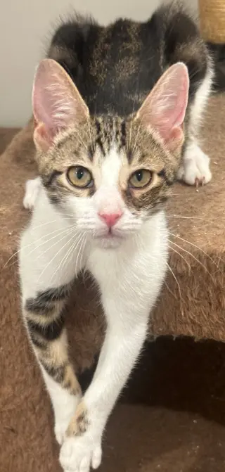 Percy