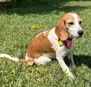 Teela