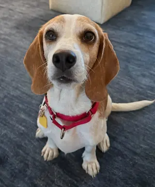 Teela