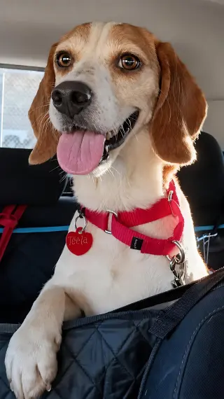 Teela