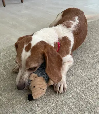 Teela