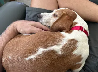 Teela