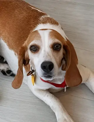 Teela