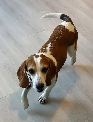 Teela