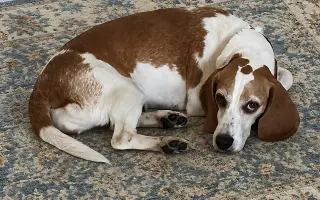 Teela