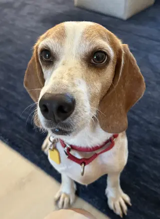 Teela