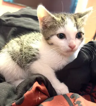 KITTEN CLAUS