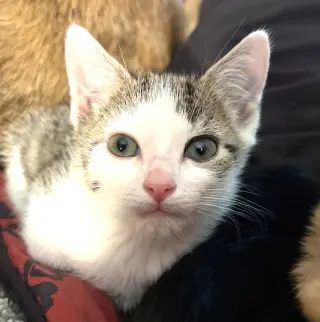 KITTEN CLAUS