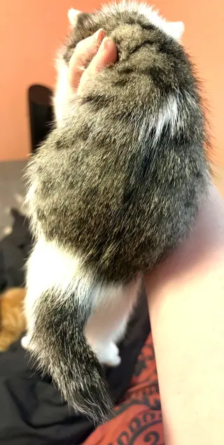 KITTEN CLAUS