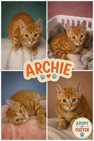 Archie (FCID# 07/27/26 - 9 Trainer