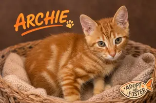 Archie (FCID# 07/27/26 - 9 Trainer
