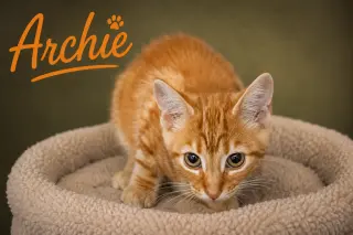 Archie (FCID# 07/27/26 - 9 Trainer
