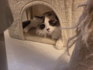 Azula