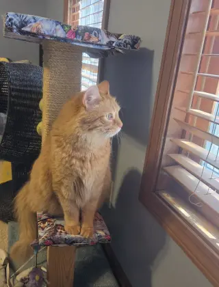Lio