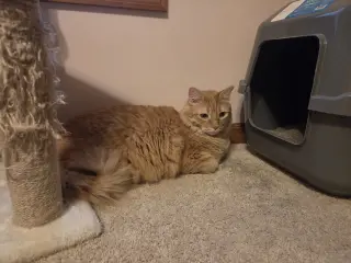 Lio