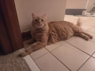 Lio